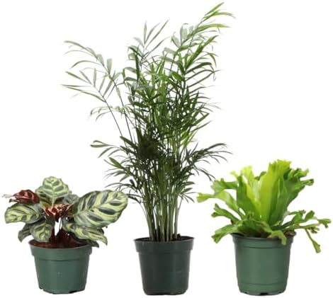 Live Pet Safe Houseplants (3 Pack), Grower's Choice Bundle, 4" Pots by ThorsensGreenhouse