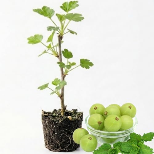 Sweet Gooseberry Plant, 5-7" Live Gooseberry Starter Plant in Soil by HILROQG