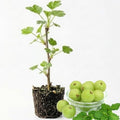 Sweet Gooseberry Plant, 5-7" Live Gooseberry Starter Plant in Soil by HILROQG