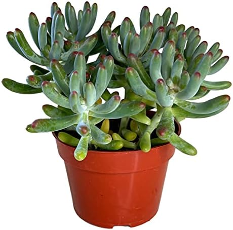 FATPLANTS Succulent Plant(s) Fully Rooted in 4 inch Planter Pots with Soil - Real Succulent Live Potted Succulents/Unique Indoor Cactus Decor (1, Sedum pachyphyllum Blue Jelly Bean) - Image 2