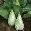 Caraflex Cabbage Seeds (20+ Seeds)(Non GMO Organic Vegetable Fruit Garden Seeds) Non-Hybrid, By Home Decorium by Unknown