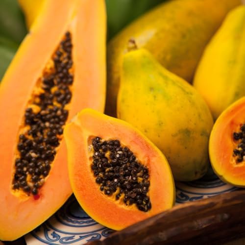 Sweet Papaya Live Tree, Well-Rooted Starter Plant, 4-8 Inch Tall - Image 3