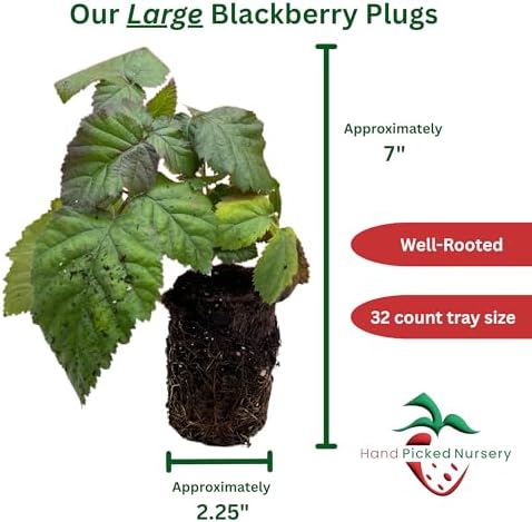 BlackBerry Plants, 'Caddo' BlackBerry Plants - Consistently High Yields! Thornless and Upright Growing Blackberries from Hand Picked Nursery (1) - Image 2