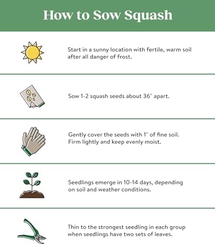 Burpee Best Zucchini Summer Squash Seeds 20 seeds - Image 3