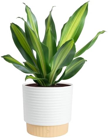 Costa Farms Dracaena, Live Indoor Plant, Easy Care, Home Decor by Unknown
