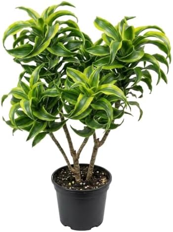 Variegate Dracaena Plant Live Indoor 4" Pot, Curly Dracaena Tree Ornamental Houseplant by Unknown
