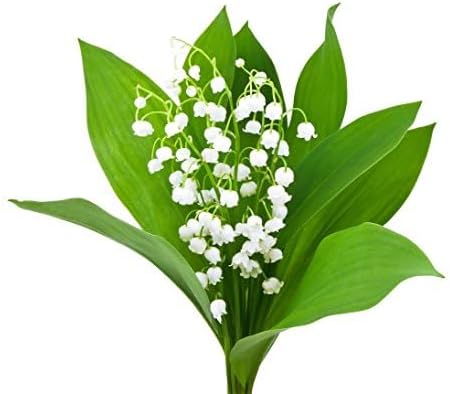 3 Large, Fresh, Plump Lily of the Valley Bare Root Plant Pips - Blooms Each May - Image 2