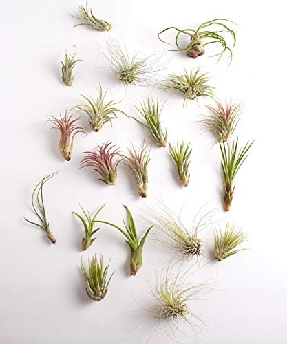 Shop Succulents - Live Assorted Tillandsia Air Plants, 50 Pack by ShopSucculents