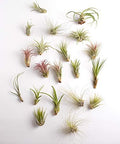 Shop Succulents - Live Assorted Tillandsia Air Plants, 50 Pack by ShopSucculents