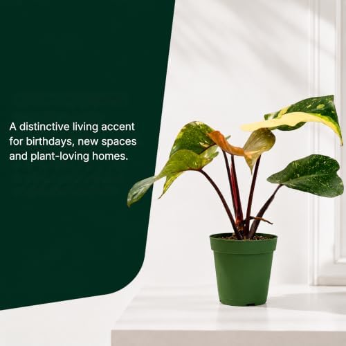 Philodendron Orange Princess Live Plant, Rare Variegated Houseplant - 4" - Image 6