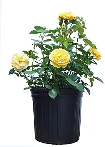 Rosa Julia Child (Floribunda Rose) Rose, Yellow Flowers, #3 - Size Container by GreenPromiseFarms