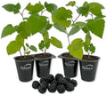 Caddo Blackerry Plant - 4 Live Starter Plants - Rubus - Edible Fruit Bearing Bush for Patio and Garden by WekivaFoliage