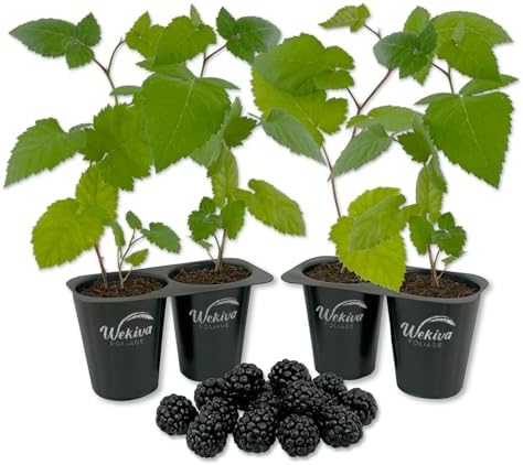 Caddo Blackerry Plant - 4 Live Starter Plants - Rubus - Edible Fruit Bearing Bush for Patio and Garden by WekivaFoliage