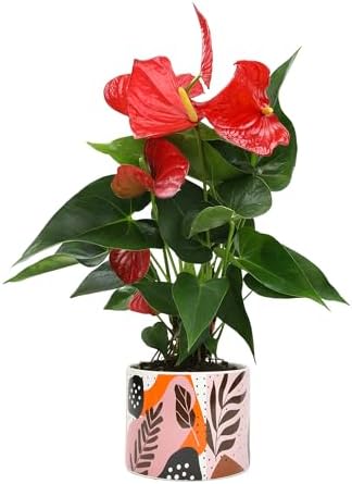 Red Anthurium Live Plant Decor 10-12" in Modern Planter, Plant Lover Gifts for Plant Lovers, Live Plants Indoor Plants Live Houseplants, Real Plants Indoor House Plants Easy Plants by Plants for Pets - Image 2