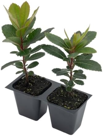 2 Arbutus Unedo Live Strawberry Tree Plants – Sweet Resilient Beauty, Thriving in 2.5" Nursery Cubes - Image 6
