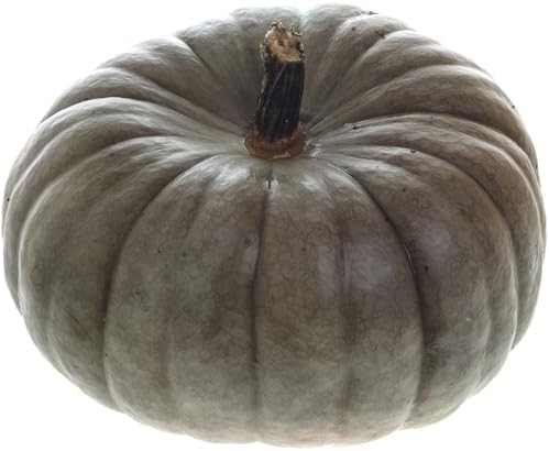 25 Jarrahdale Pumpkin Seeds for Planting - Heirloom Blue-Grey Pumpkin, Non-GMO, USA Grown - Cucurbita Maxima for Pies, Soups, Roasting & Fall Decor by RDRSeeds