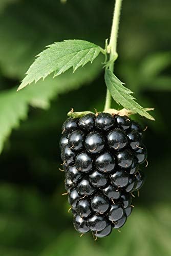 Arkansas Prime BlackBerry Live Plant (5-9" Tall) – Primocane Fruiting Berry Bush – Zones 6-9 – Two Harvests Per Year – Upright Rubus Starter for Patio or Garden – Sweet & Thornless by Unknown