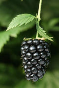 Arkansas Prime BlackBerry Live Plant (5-9" Tall) – Primocane Fruiting Berry Bush – Zones 6-9 – Two Harvests Per Year – Upright Rubus Starter for Patio or Garden – Sweet & Thornless by Unknown