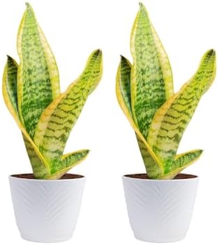 Costa Farms Snake Plant, Live Indoor Plant, Air Purifying, Low Light, Easy by Unknown