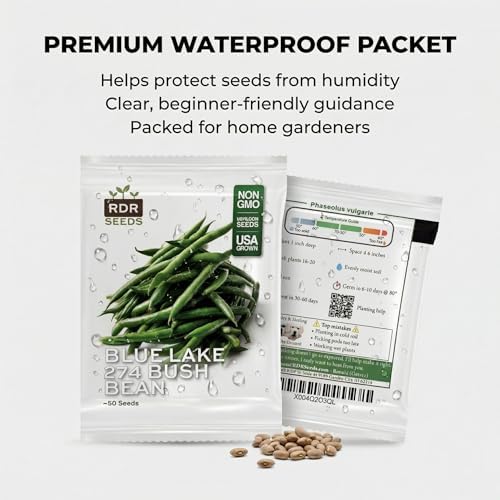 50 Blue Lake 274 Bush Green Bean Seeds for Planting - Stringless Uniform Pods Ideal for Canning, Heirloom, Non-GMO, USA Grown by RDR Seeds - Image 7