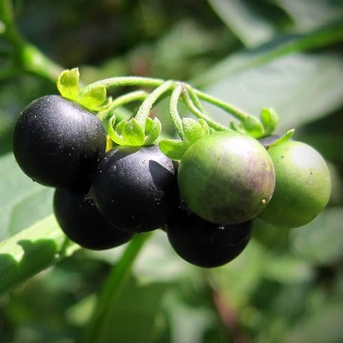 50 Black Nightshade Hierba Mora Heirloom Seeds, Solanum Nigrum by KVITER