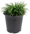 Dwarf Mondo Grass | 2 Large Trade Gallon Size Plants | Ophiopogon Japonicus | Ground Cover Plant, Shade Tolerant, Low Maintenance Landscaping, Evergreen Foliage, Dense Green Carpet, Drought Tolerant by FloridaFoliage
