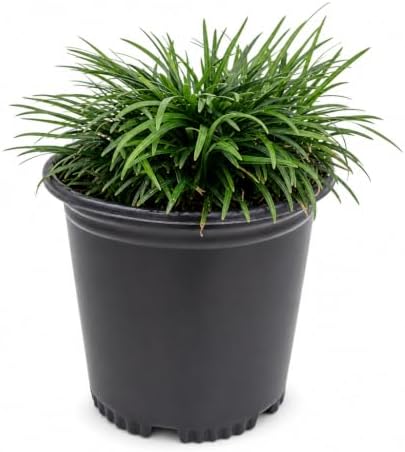 Dwarf Mondo Grass | 2 Large Trade Gallon Size Plants | Ophiopogon Japonicus | Ground Cover Plant, Shade Tolerant, Low Maintenance Landscaping, Evergreen Foliage, Dense Green Carpet, Drought Tolerant by FloridaFoliage