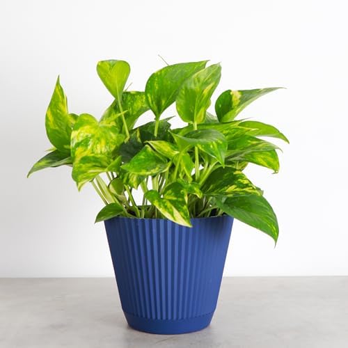 Live Golden Pothos, Indoor Vining Plant, Easy to Grow, 6" Pot - Image 4