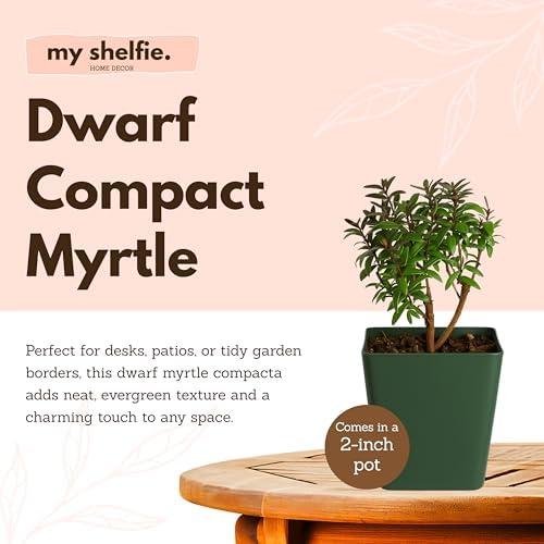 Myrtle Plant Live, Dwarf Myrtus Communis Bonsai Starter, 2-Inch Pot, 5-Pack - Image 4