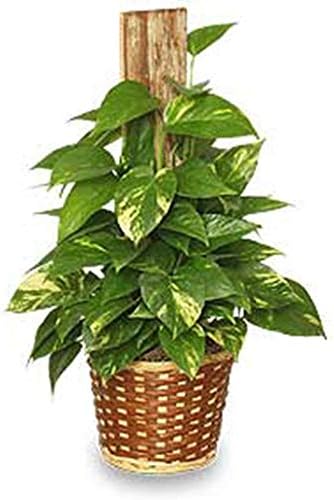 American Plant Exchange Golden Pothos Totem Pole – Live 6-Inch Potted Climbing Vine, Easy-Care Air Purifying Houseplant, Fast-Growing Tropical Indoor Plant for Home, Office & Indoor Décor - Image 2