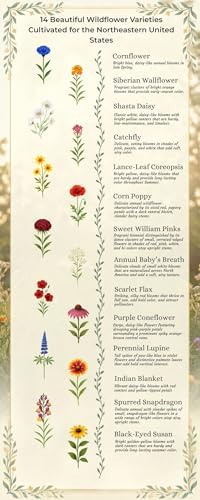 Pennsylvania Bulk Wildflower Seed Mix 1lb Covers 2,000sq-ft - Attract Pollinators, Multi-Color Perennial and Annual Non-GMO Blooms - Northeast US Species Plant in Spring/Fall (1 Pound) - Image 4