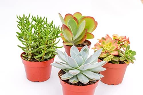 Large Colorful Outdoor Succulents - Assorted 4 Inch - Live Outdoor Succulent Plants - Large Fully Rooted Live Succulents (4) - Image 2