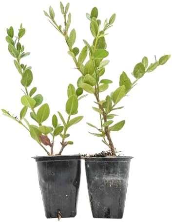 2 Green Carpet Natal Plum in 3.5" Nursery Cubes by CitronellaKing