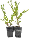 2 Green Carpet Natal Plum in 3.5" Nursery Cubes by CitronellaKing