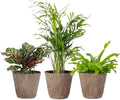 Live Pet Safe Houseplants (3 Pack), Grower's Choice Bundle, 4" Pots by ThorsensGreenhouse