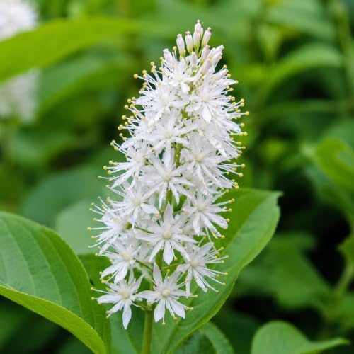 10 Foamflower Bulbs - Live Roots - Image 3