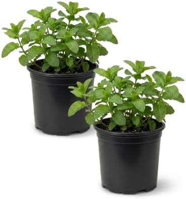 Herb - Mint (2 Pack), Live Edible Aromatic Herb, Herbal Tea, Fresh Flavor by TheThreeCompany