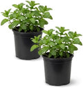 Herb - Mint (2 Pack), Live Edible Aromatic Herb, Herbal Tea, Fresh Flavor by TheThreeCompany
