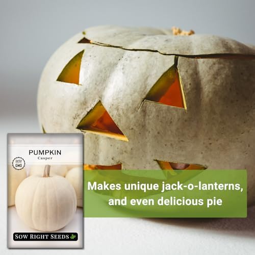 Sow Right Seeds-Casper Pumpkin Seed for Planting Outdoor White Pumpkins 3pk - Image 5