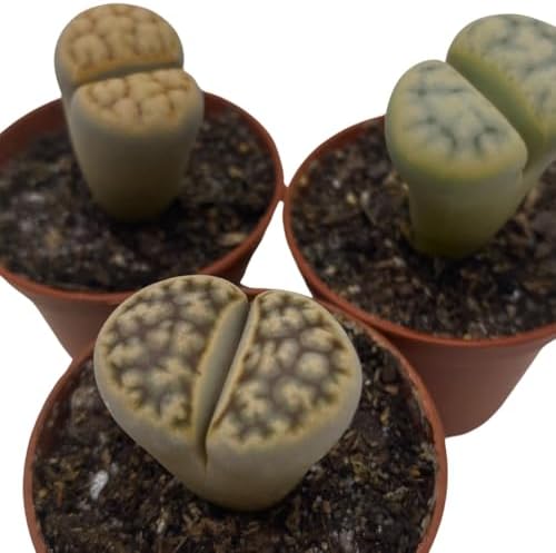 BubbleBlooms Lithops Assortment Living Stones Succulent 2 inch Set of 3 - Image 6
