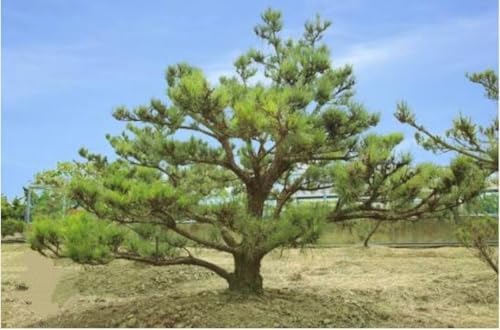 50 Pinus thunbergii Seeds, Japanese Black Pine Tree Seeds for Planting, Thunberg Pine Evergreen Bonsai Seeds, Ornamental Hardy Conifer Tree Seed for Zen Garden Backyard Home Landscaping - Image 5
