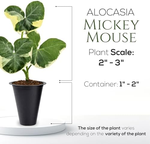 Alocasia Mickey Mouse (4 Pack) Live Plant,Rare Indoor Alocasia, Elephant Ear Houseplant,Unique Mickey Mouse Leaf Shape Plant,Tropical Houseplant Live, Starter Size Alocasia Plant for Indoor Home Decor - Image 4