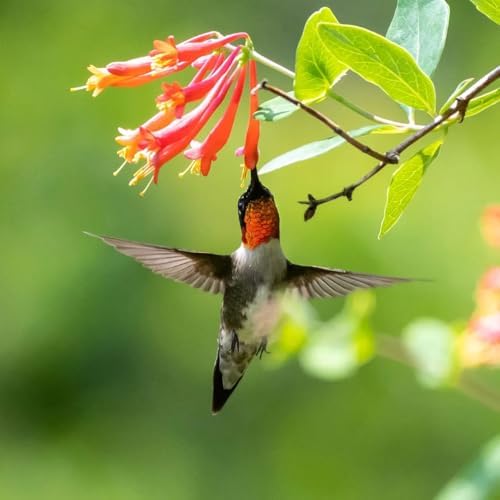 Votaniki Red Honeysuckle Vine (Lonicera sempervirens) 1-2ft Plant | Vibrant Perennial, Fast Growing Flowering Vine – Easy to Grow & Pollinator Friendly (1 Pack) - Image 4