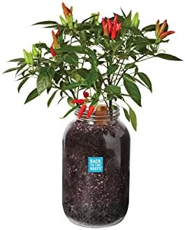 Windowsill Planter: Chili by BacktotheRoots