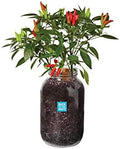 Windowsill Planter: Chili by BacktotheRoots