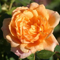 Heirloom Climbing Roses, Live Own Root Plant, Garden Sun™ by HeirloomRoses