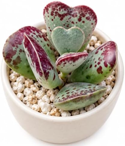 Adromischus triflorus 'Calico Hearts' Bare Root Succulent Live Plant 2 Inch by THEONEBLOOM