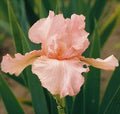 Pink Beauty Mix Tall Bearded Iris Plant, Root, Rhizome, Bulb by Unknown