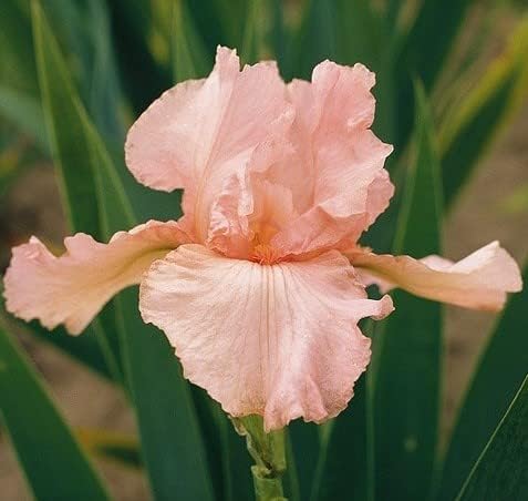 Pink Beauty Mix Tall Bearded Iris Plant, Root, Rhizome, Bulb by Unknown