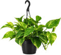 American Plant Exchange Marble Queen Pothos – Live 8-Inch Hanging Basket, Easy-Care Air Purifying Trailing Vine, Fast-Growing Houseplant for Hanging Planters, Shelves & Indoor Home or Office Décor by AmericanPlantExchange